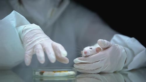 Scientist Holds White Rat in Lab Setting