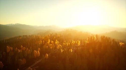 Sunlight in Spruce Forest in the Fog on the Background of Mountains at Sunset