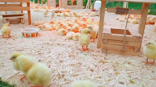 Easter Chickens