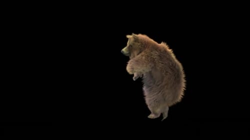 Brown Bear Stands and Moves Loop Animation