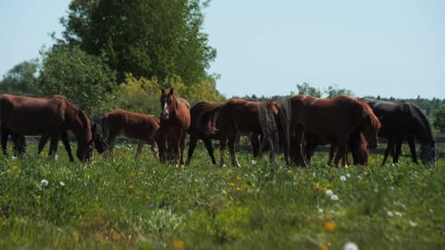 Horses Grazing Peacefully in a Green Meadow