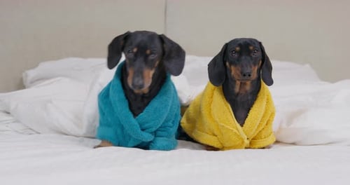 Two Dachshunds Wearing Robes on Bed