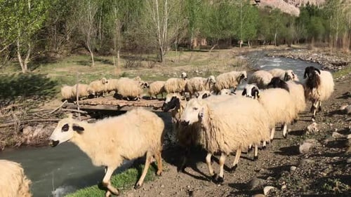 Sheep