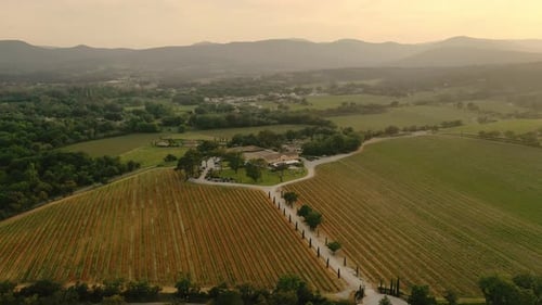 Grape Fields