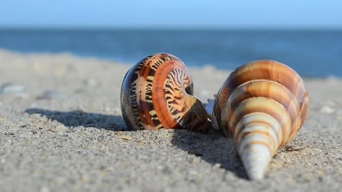 Cockleshells 33
