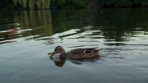 Wild Ducks Swim on the Lake in the Evening