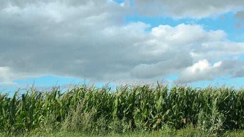 Sommer-Zeitraffer des Maisfeldes mit blauem Himmel