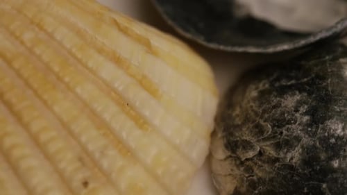 Rotierendes Stock-Bildmaterial von Muscheln - SEA SHELLS 007