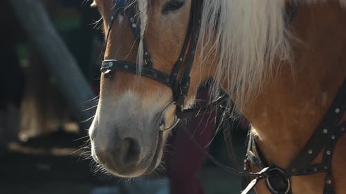 Caballo marrón de cerca con melena blanca