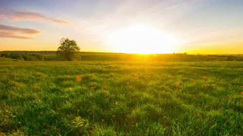 Sunrise over Green Grassy Field with Lone Tree