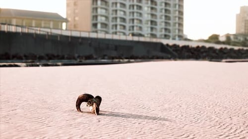 Wildlife Skull on Sandy Beach Panning Shot