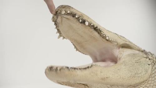 Handler opening the jaws of an american alligator