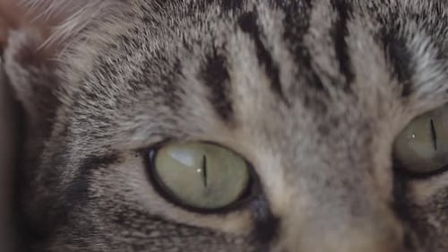Extreme Close Up of a Tabby Cat