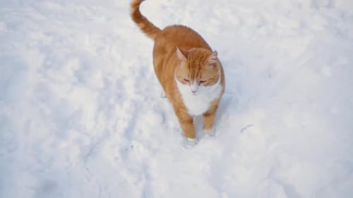 Hermoso gato pelirrojo con una oreja rota caminando en la nieve en un día de invierno
