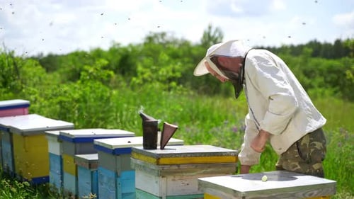 Beekeeper Inspecting Beehive Frame in Rural Setting