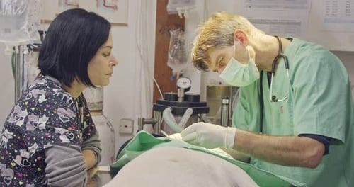 Veterinary surgery - Veterinarian operating a white dog in a pet clinic