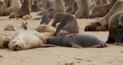 Mother seal is feeding its child on the beach at the massive Cape Cross colony, 4k
