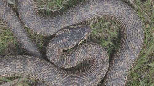 Serpent tacheté dans l'herbe Nom latin Elaphe Sauromates