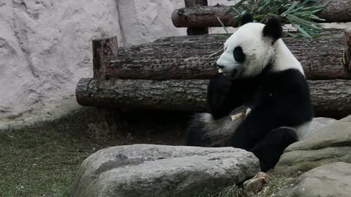Giant Panda Eating Bamboo Shoots Outdoors