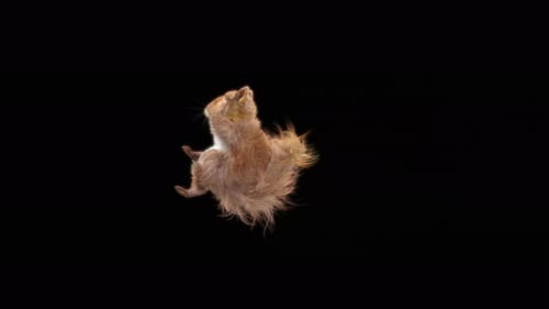 Realistic Animated Squirrel Running and Jumping