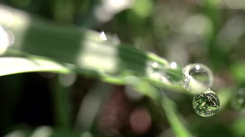 Macro Film of a Dew Drop on Blade of Grass