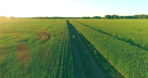 Aerial View on Young Boy, That Rides a Bicycle Thru a Wheat Grass Field on the Old Rural Road