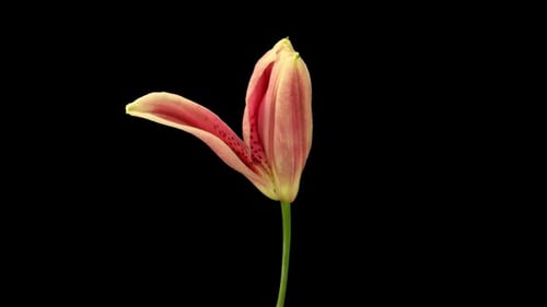 Pink Lily Blooming Time Lapse on Black Background