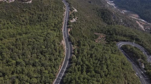 Tree Lined Highway