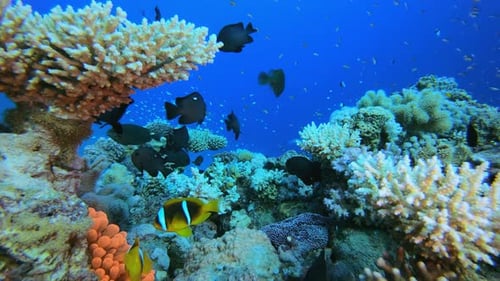 Clownfish Underwater Tropical Reef