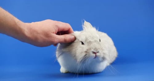 Hand Gently Strokes a Fluffy Gray and White Rabbit