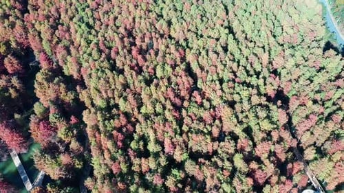Autumn forest
