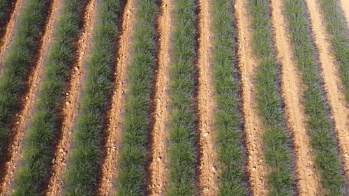 Lavender Fields Agriculture