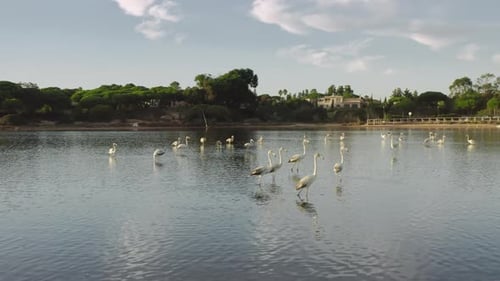 Oiseaux flamants roses marchant à Quinta Do Lago Algarve Portugal Europe