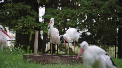 Black and white storks in the zoo