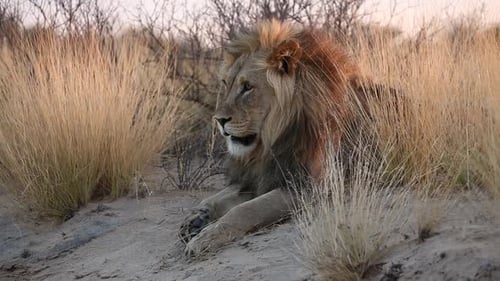 Großer männlicher afrikanischer Löwe - Kalahari-Wüste