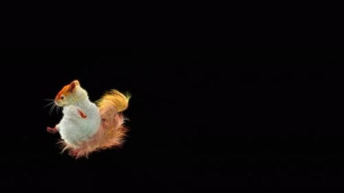 Animated 3D Squirrel Running on Alpha Channel