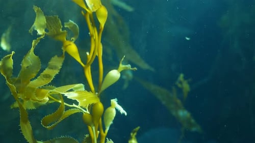Light Rays Filter Through a Giant Kelp Forest. Macrocystis Pyrifera. Diving, Aquarium and Marine