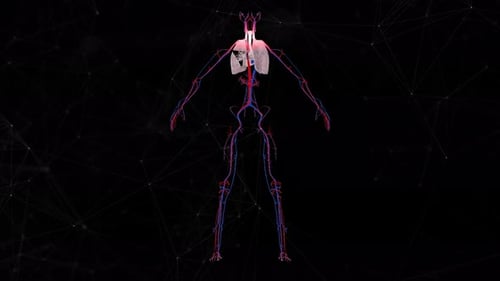 3D Animation of Human Anatomy: Heart, Lungs, and Blood Vessels