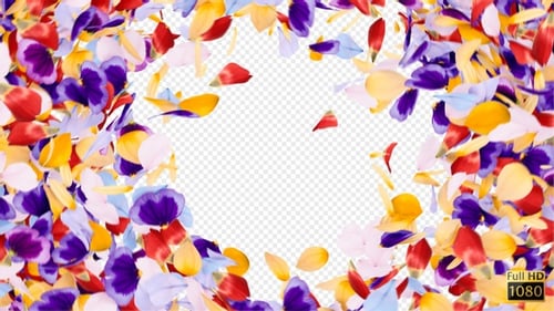 Colorful Flower Petals Transition Reveal