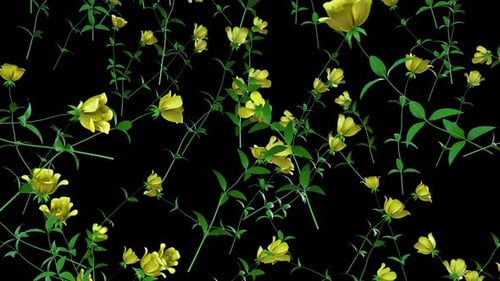 Swaying Yellow Flowers and Green Stems Animation