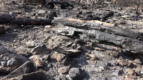Black Tree Trunk and Branch With Ash After a Forest Fire