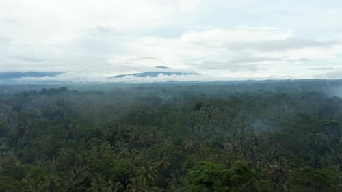 Slow Aerial Dolly Shot Over the Canopies of Palm Trees in Tropical Jungle with Large Mountain