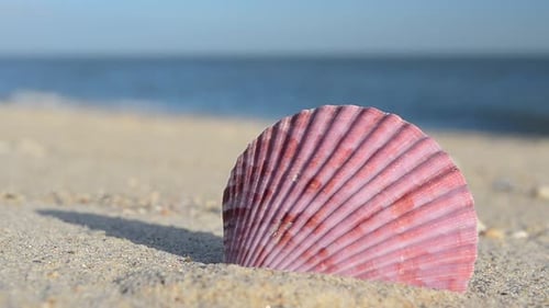 Cockleshells 25