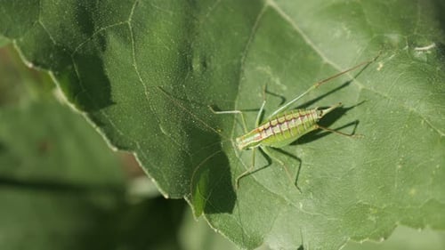 Große grüne Buschkricket Tettigonia viridissima auf Blatt 4K Video
