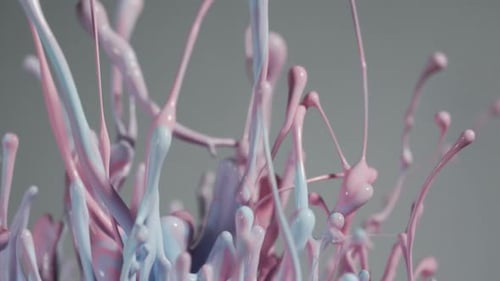 Pink And Blue Paint Flying Into Air Creating Abstract Patterns
