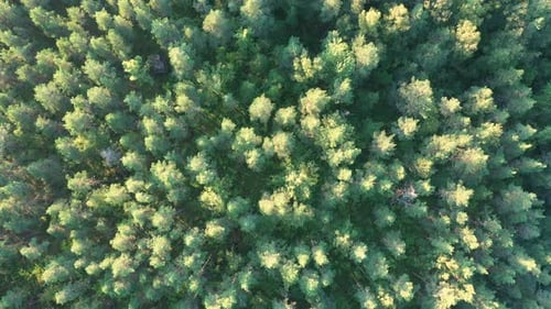 Flug über immergrünen Wald an einem sonnigen Sommertag