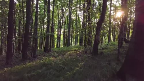 Forêt