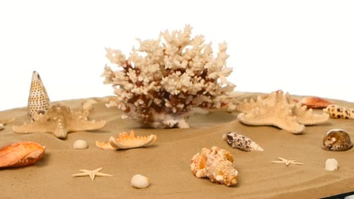 Nice Sea Shells on the Sandy Beach Taken, Rotation, Closeup