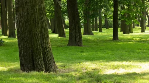 View of forest in sunset spots.