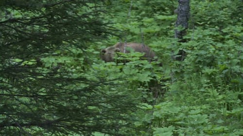 Brown Bear Foraging in Lush Green Forest